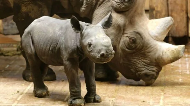FOTOS: nace bebe de rinoceronte en peligro de extinción | Planeta ...