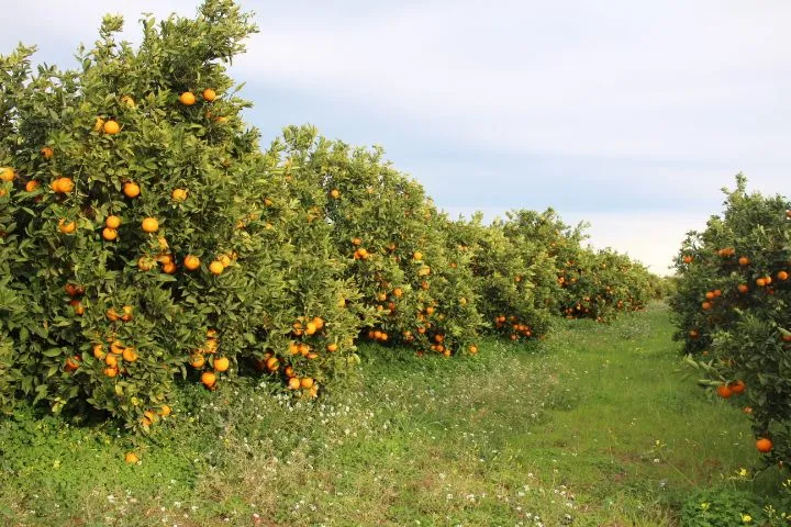 Fotos de las Naranjas en el árbol el día 26 de Enero 2014 ...