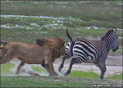 Fotos y Noticias singulares 18 (curiosidades del mundo animal ...