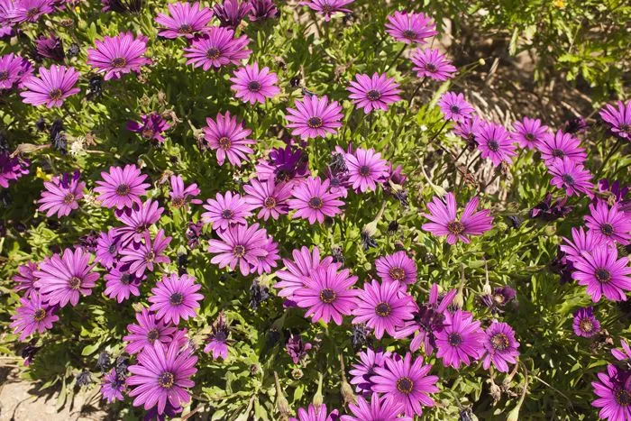 Fotos de flores moradas y sus nombres - Imagui Fotos de flores moradas y sus nombres - Imagui