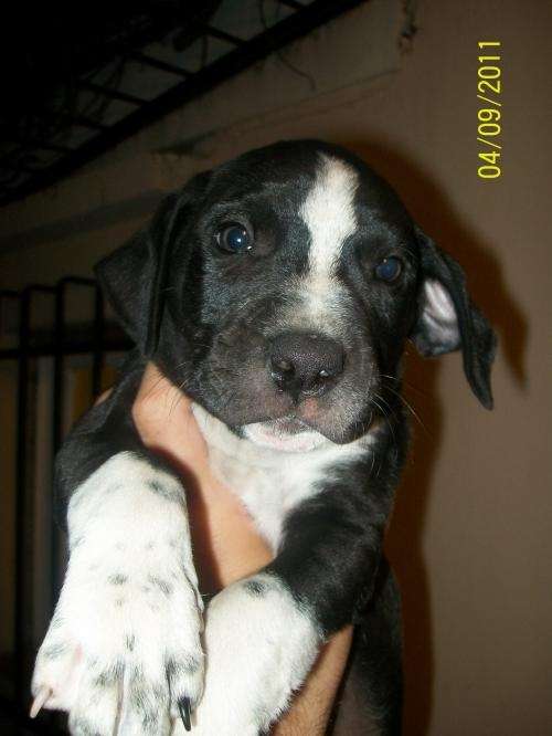 Fotos de Oferta cachorro Pitbull negro, macho, nacido el 18 de ... Fotos de Oferta cachorro Pitbull negro, macho, nacido el 18 de ...