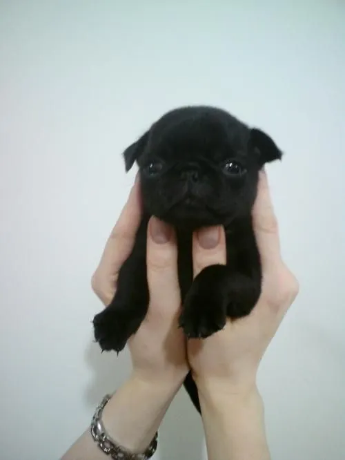 Perros pug bebés negros - Imagui