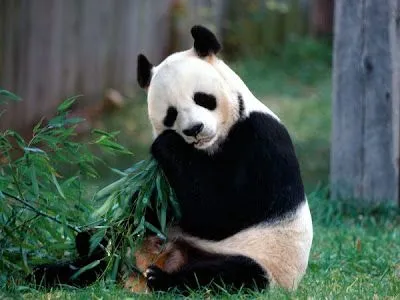 Fotos de osos: Adorable oso panda comiendo bambú Fotos de osos: Adorable oso panda comiendo bambú