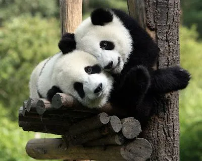 Fotos de osos: Fotos de osos panda cariñosos Fotos de osos: Fotos de osos panda cariñosos