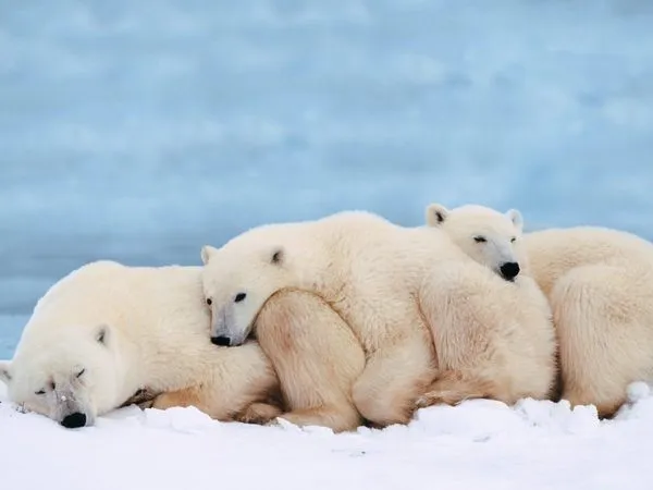 Fotos de osos: Osos polares durmiendo, auténticos ositos dormilones Fotos de osos: Osos polares durmiendo, auténticos ositos dormilones