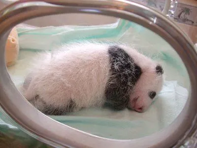 Fotos de Osos Panda Bebés creciendo | Marulo - Mascotas y Animales Fotos de Osos Panda Bebés creciendo | Marulo - Mascotas y Animales