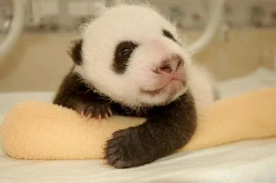 Fotos de Osos Panda Bebés creciendo | Marulo - Mascotas y Animales Fotos de Osos Panda Bebés creciendo | Marulo - Mascotas y Animales