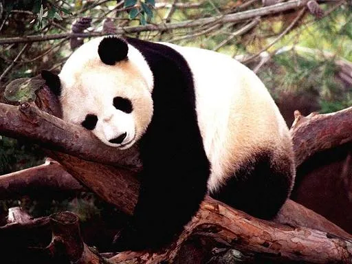 Fotos de osos pandas, ternura animal | SobreFotos