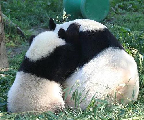 Fotos de osos pandas, ternura animal | SobreFotos Fotos de osos pandas, ternura animal | SobreFotos