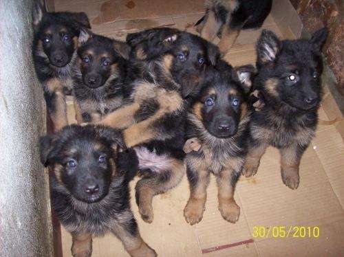 Fotos de OVEJERO ALEMAN Cachorros - Criadero Tata Cua - Corrientes ...