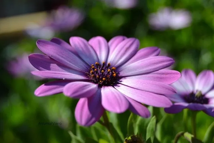 Fotos en El Tiempo - Página 1 Fotos en El Tiempo - Página 1