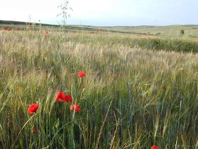 fotos de paisajes - campos de amapolas de Ajalvir fotos de paisajes - campos de amapolas de Ajalvir