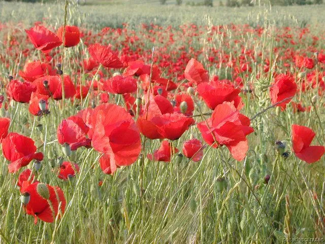 fotos de paisajes - campos de amapolas de Ajalvir