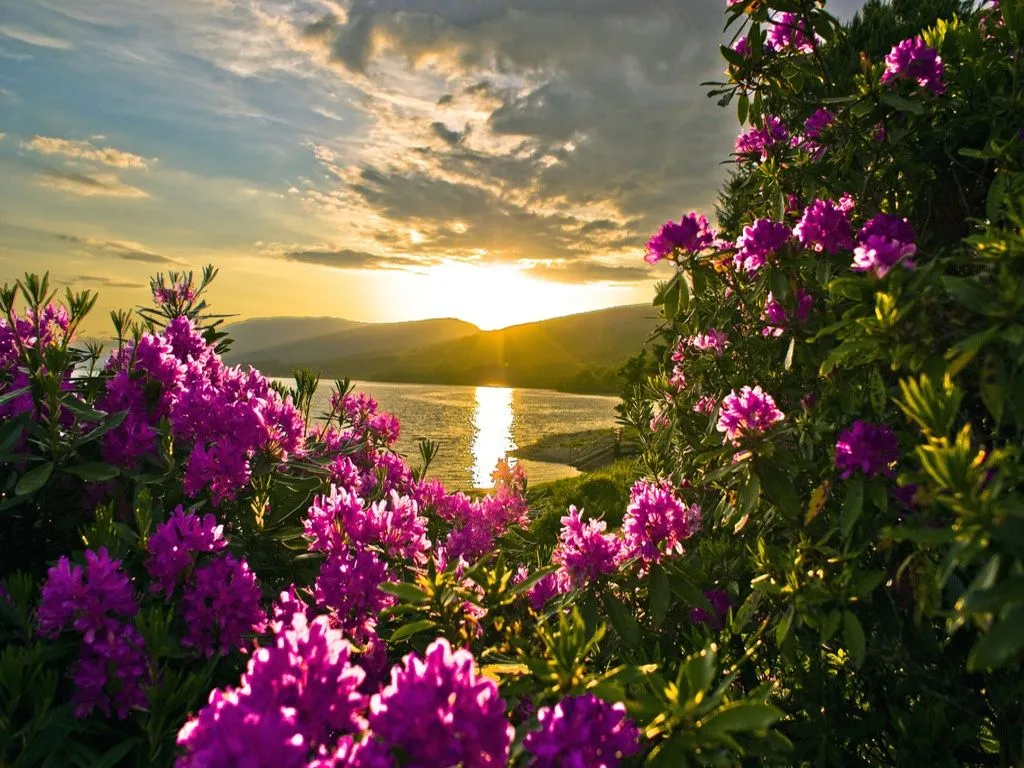 Fotos de paisajes: Flores al atardecer
