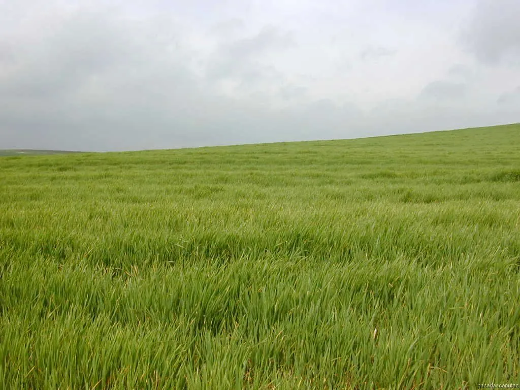 fotos de paisajes - paisaje de campo de cereal verde y cielo nublado fotos de paisajes - paisaje de campo de cereal verde y cielo nublado