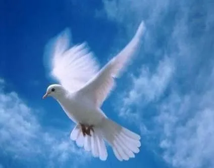 Imagenes de palomas blancas - Imagui