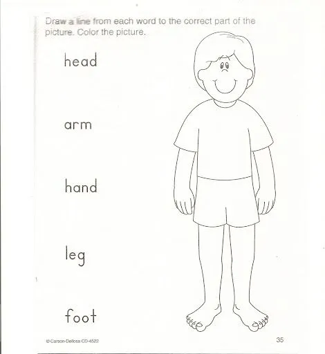 Imágenes de las partes del cuerpo humáno en inglés - Imagui Imágenes de las partes del cuerpo humáno en inglés - Imagui