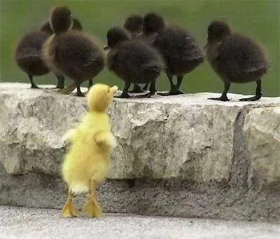 Fotos de patitos bellos ~ Fotos e imagenes graciosas, chistosas y ... Fotos de patitos bellos ~ Fotos e imagenes graciosas, chistosas y ...