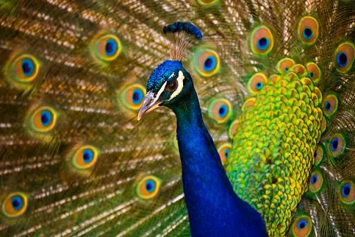 Dibujo de un pavo real a color - Imagui