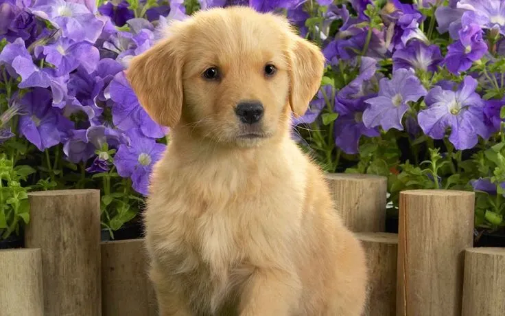 fotos para pc gratis | con fotos de perritos imagenes de hermosos ... fotos para pc gratis | con fotos de perritos imagenes de hermosos ...