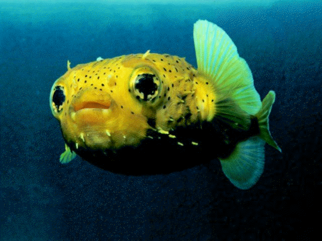 Imagenes de peces - Imagui
