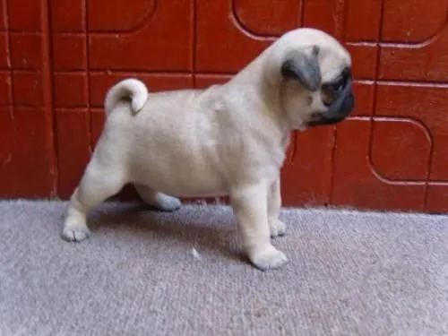 Fotos de PEDEGREE CACHORROS PUG - Bogotá - Animales / Mascotas