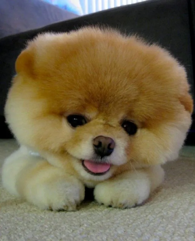 Fotos de los peluches mas lindos del mundo - Imagui Fotos de los peluches mas lindos del mundo - Imagui
