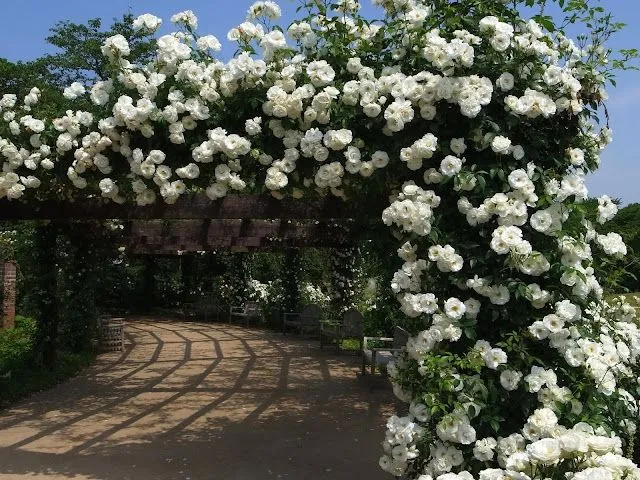 Fotos de pergola de rosas blancas.