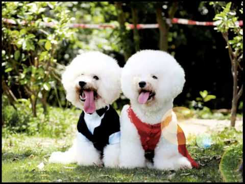 Fotos de peritos bonitos - YouTube
