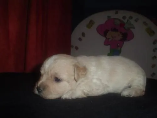 Perros french poodle mini toy bebés - Imagui