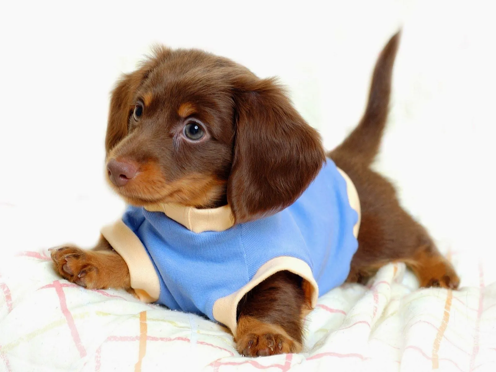 Fotos de perrito con ropa ~ Mejores Fotos del Mundo | Fotografías ...