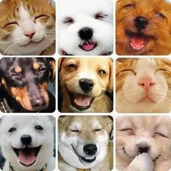 fotos de perritos!!!!!!!!!!!!!!!!!!!!!!!!!!!!!!