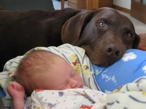Imágenes tiernas de perros cuidando bebés | Imagenes Tiernas ...