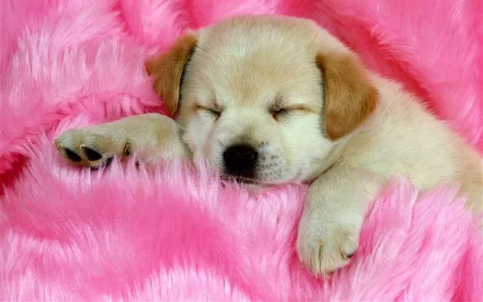 Protectores de pantalla de animales perros - Imagui Protectores de pantalla de animales perros - Imagui