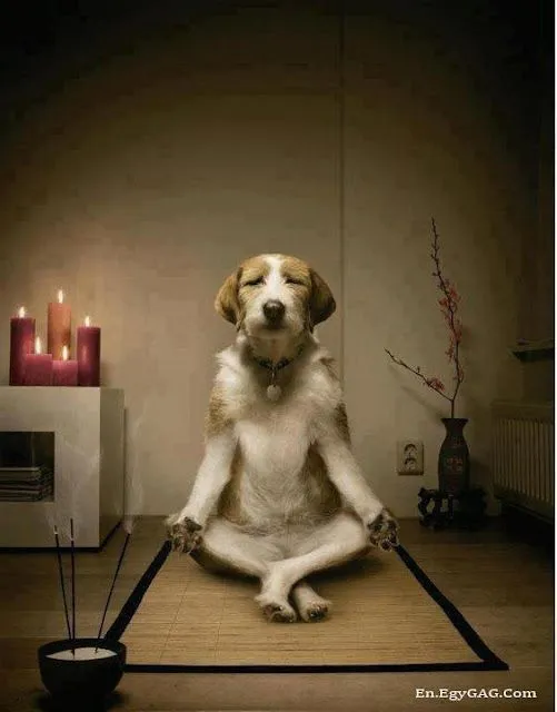 Fotos de perritos tiernos bebés - Imagui