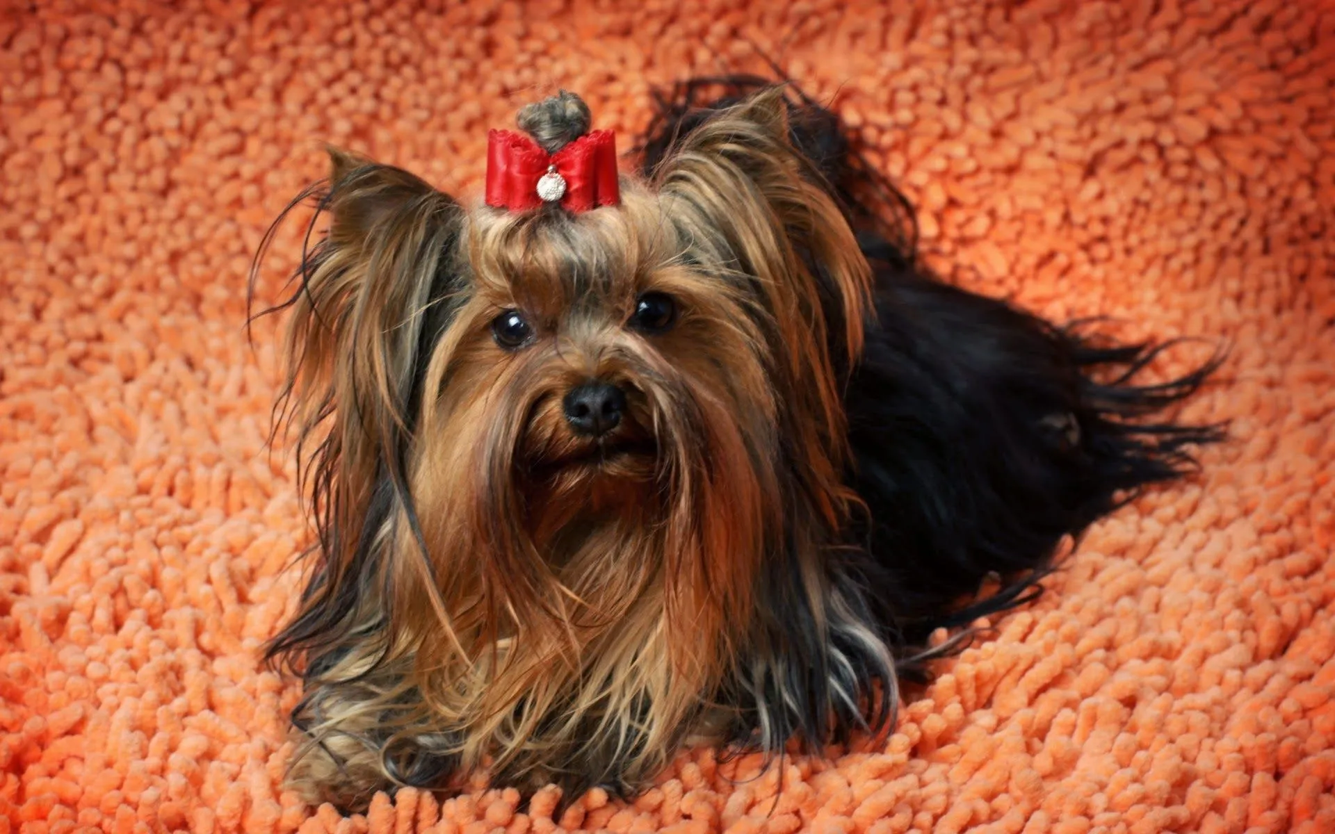 Fotos de Perritos Yorkshire Terrier | Fotos e Imágenes en FOTOBLOG X Fotos de Perritos Yorkshire Terrier | Fotos e Imágenes en FOTOBLOG X