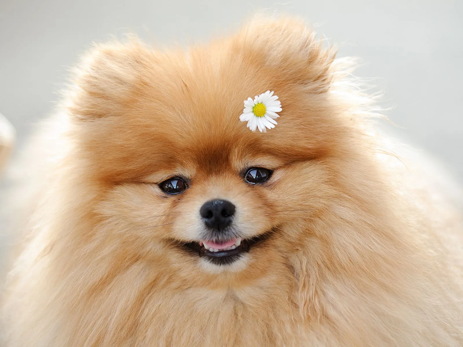 Perros Hd Wallpapers | WALLFONDO
