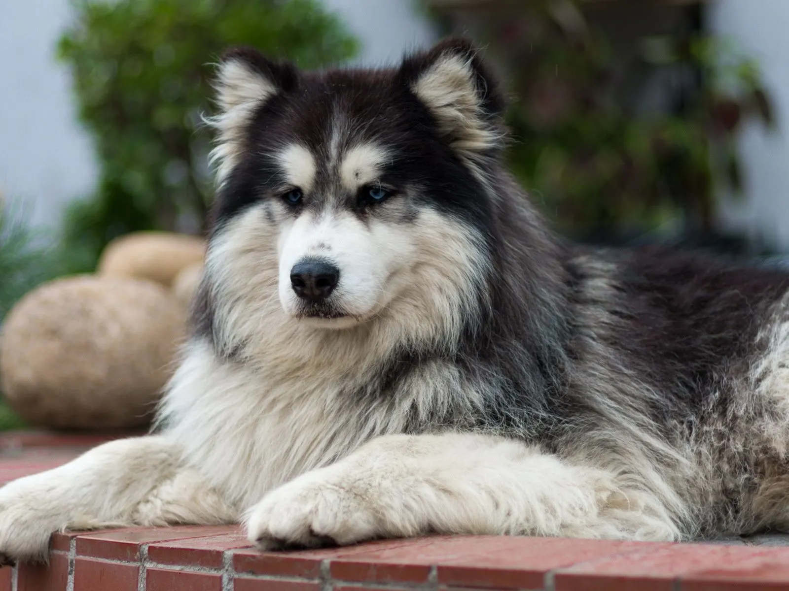Fotos de perro con ojos azules para facebook ~ Mejores Fotos del ... Fotos de perro con ojos azules para facebook ~ Mejores Fotos del ...