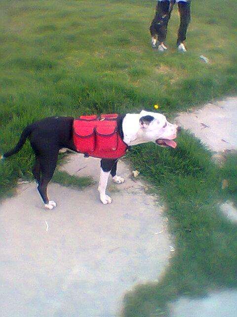 Fotos de PERRO PITBULLS STANFORD PARA MONTA EN BOSA LOS SALTOS SON ... Fotos de PERRO PITBULLS STANFORD PARA MONTA EN BOSA LOS SALTOS SON ...