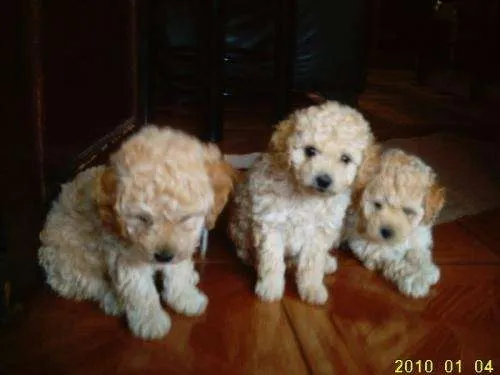 Perro poodle toys apricot - Región Metropolitana, Chile - Animales ...