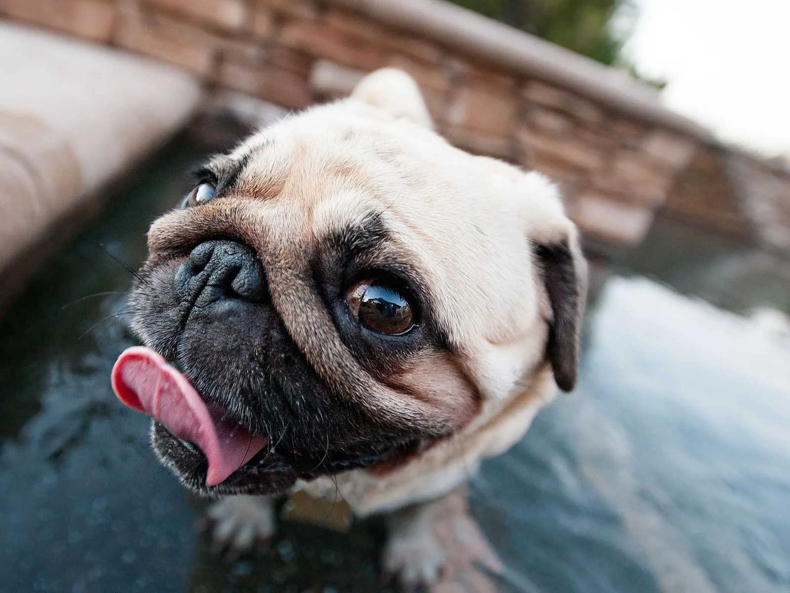 fotos de perro pug para facebook Mejores fotos del mundo para facebook