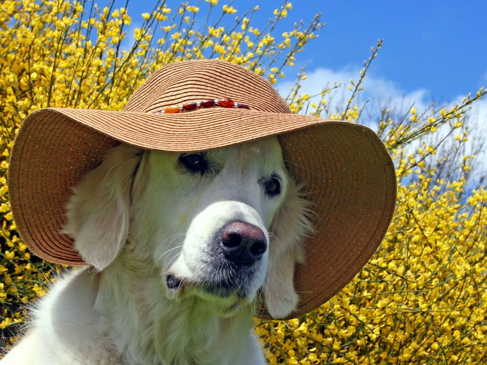 Fotos de perro con sombrero de verano Mejores fotos del mundo para ...