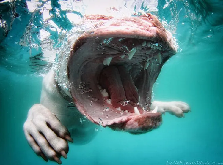 Fotos De Perros Abajo Del Agua [HD] - Taringa!
