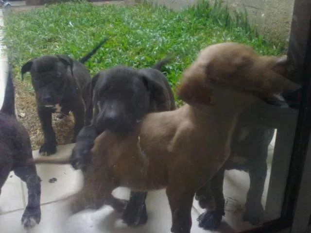 Fotos de PERROS AMERICAN STANDFORD PUROS GRANDES - Cartago ... Fotos de PERROS AMERICAN STANDFORD PUROS GRANDES - Cartago ...