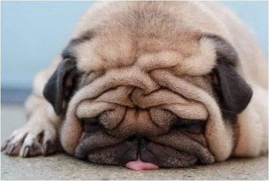 FOTOS DE PERROS ARRUGADOS - Imagui