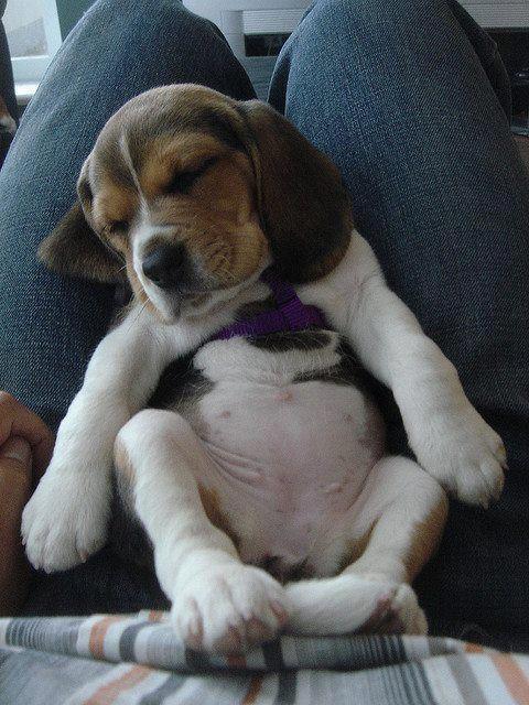 Fotos de perros beagle bebés - Imagui