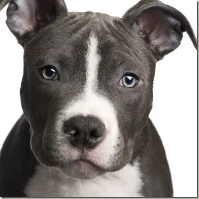 Fotos de Perros Cachorros Pitbull | Banco de Imagenes Gratuitas Fotos de Perros Cachorros Pitbull | Banco de Imagenes Gratuitas