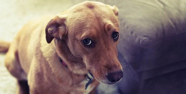 Fotos de perros culpables mostrando su cara más tierna para pedir ...