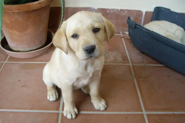 Fotos de PERROS LABRADOR