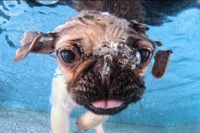 8 fotos de perros monísimos… ¡bajo el agua! en Laifr.